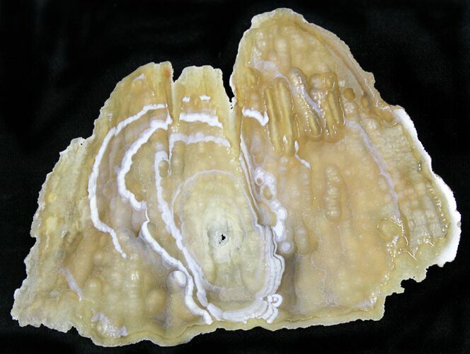 Agatized Fossil Coral From Florida - Florida #22432